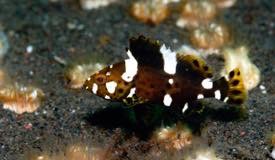 divewonderfulindonesia1084.jpg