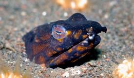 divewonderfulindonesia1093.jpg