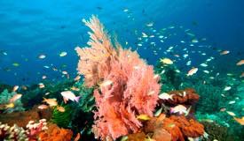 divewonderfulindonesia1102.jpg