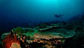 divewonderfulindonesia1109.jpg