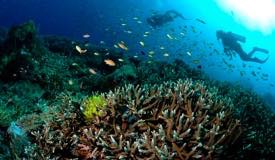 divewonderfulindonesia1122.jpg