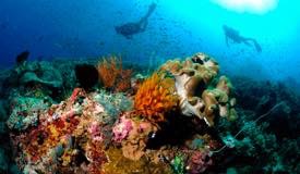 divewonderfulindonesia1123.jpg