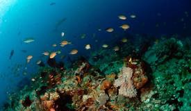 divewonderfulindonesia1126.jpg