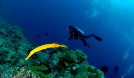 divewonderfulindonesia1133.jpg