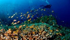 divewonderfulindonesia1137.jpg