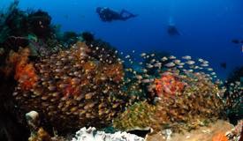 divewonderfulindonesia1147.jpg