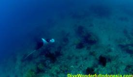 divewonderfulindonesia1149.jpg