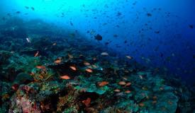 divewonderfulindonesia1154.jpg