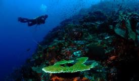 divewonderfulindonesia1157.jpg