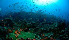 divewonderfulindonesia1158.jpg