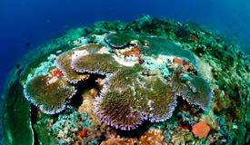 divewonderfulindonesia1173.jpg