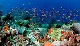 divewonderfulindonesia1175.jpg