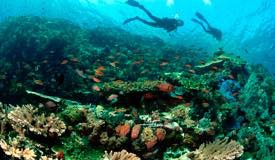 divewonderfulindonesia1176.jpg