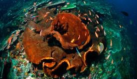 divewonderfulindonesia1182.jpg