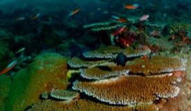 divewonderfulindonesia1190.jpg