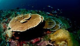 divewonderfulindonesia1191.jpg