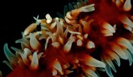 divewonderfulindonesia1207.jpg