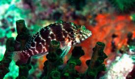 divewonderfulindonesia1214.jpg