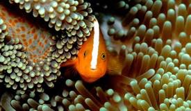 divewonderfulindonesia1221.jpg