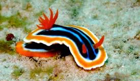 divewonderfulindonesia1223.jpg