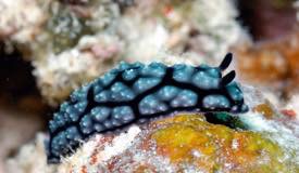 divewonderfulindonesia1224.jpg