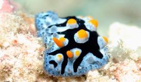 divewonderfulindonesia1225.jpg