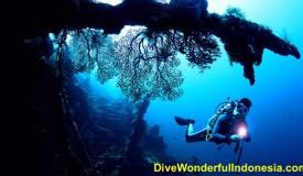 divewonderfulindonesia1229.jpg