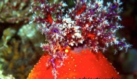 divewonderfulindonesia1235.jpg