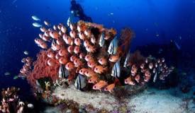 divewonderfulindonesia1246.jpg