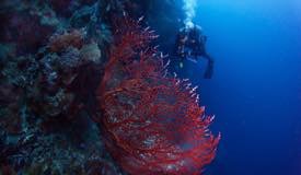 divewonderfulindonesia137.jpg