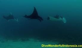 divewonderfulindonesia500.jpg