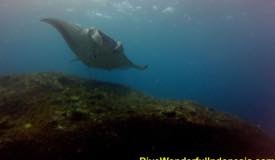 divewonderfulindonesia531.jpg