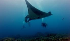 divewonderfulindonesia567.jpg