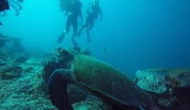 divewonderfulindonesia637.jpg