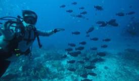 divewonderfulindonesia640.jpg