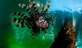 divewonderfulindonesia779.jpg