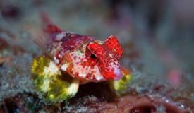 divewonderfulindonesia780.jpg