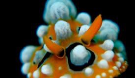 divewonderfulindonesia796.jpg