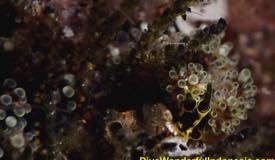 divewonderfulindonesia807.jpg