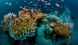 divewonderfulindonesia829.jpg