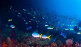 divewonderfulindonesia843.jpg