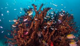 divewonderfulindonesia849.jpg