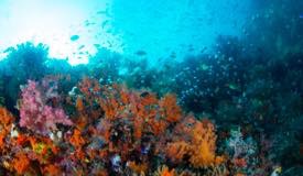 divewonderfulindonesia856.jpg