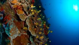 divewonderfulindonesia924.jpg