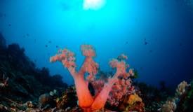 divewonderfulindonesia928.jpg