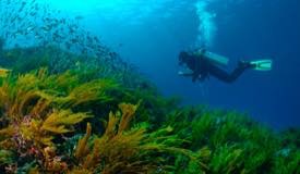 divewonderfulindonesia975.jpg