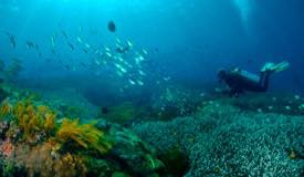 divewonderfulindonesia977.jpg