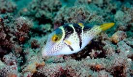 divewonderfulindonesia978.jpg