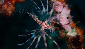 divewonderfulindonesia991.jpg