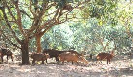 img/gallery/penangkaran_rusa/Penangkaran_Rusa_0860.jpg